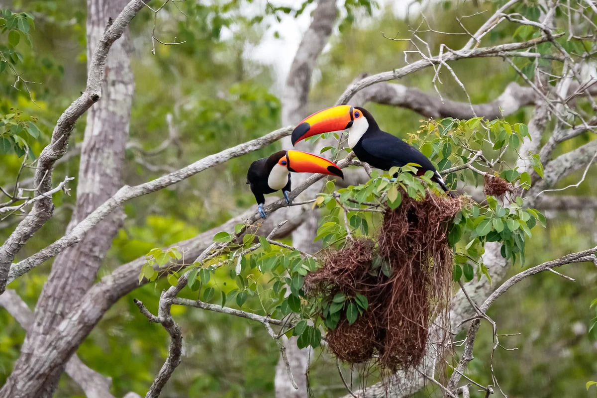 Two Toco toucans with bird's nests