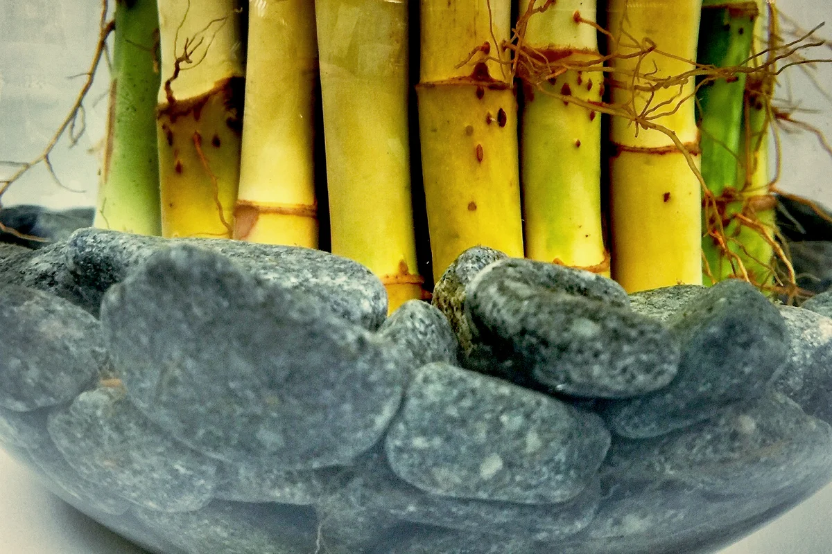 Bamboo In Pot