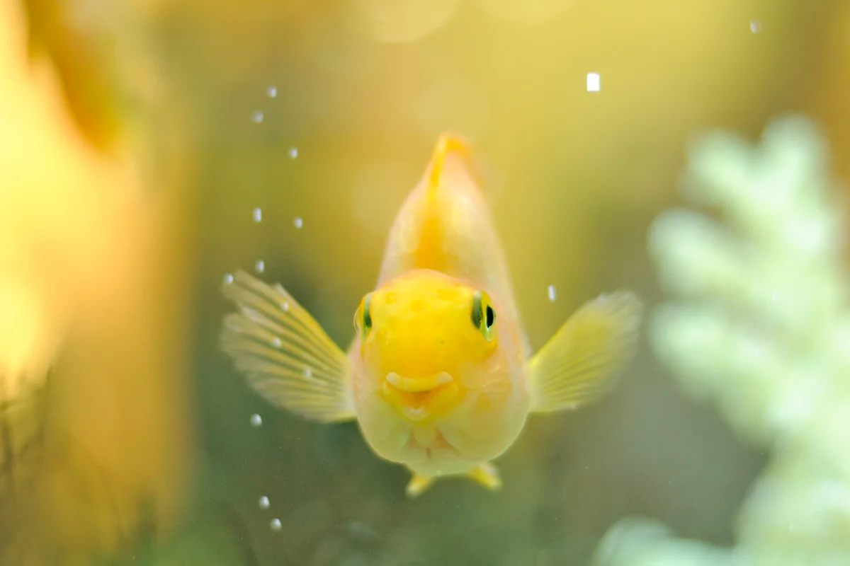 Happy Gold Parrot Fish in Aquarium