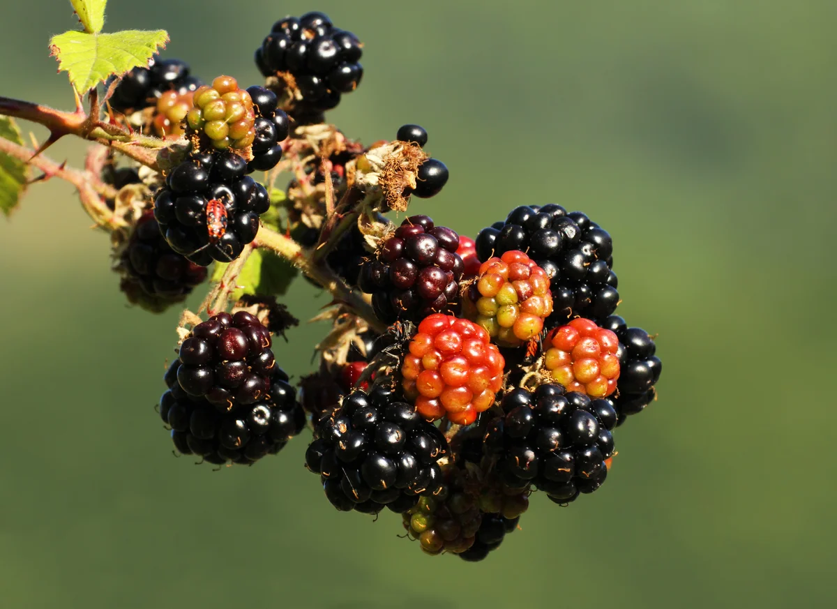 wild blackberriesw