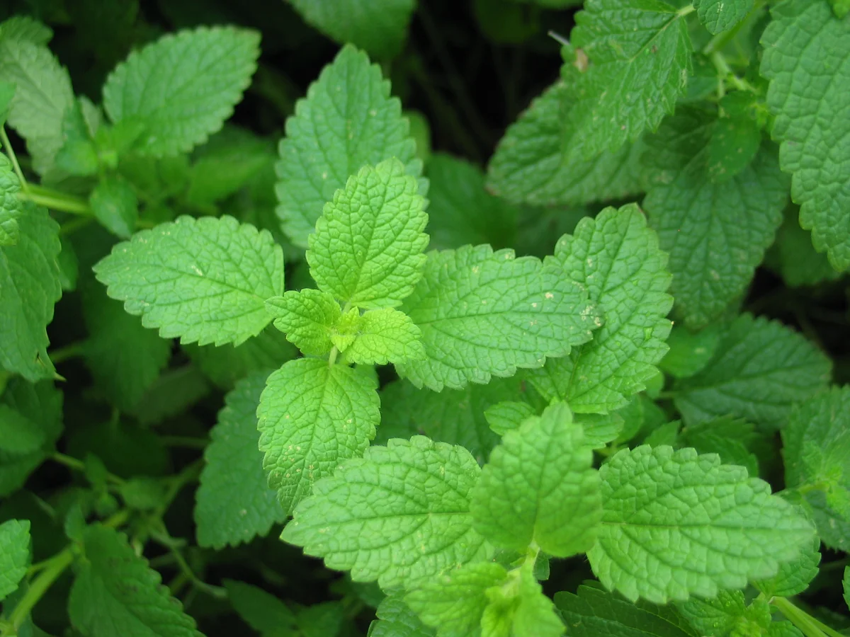Peppermint leaves