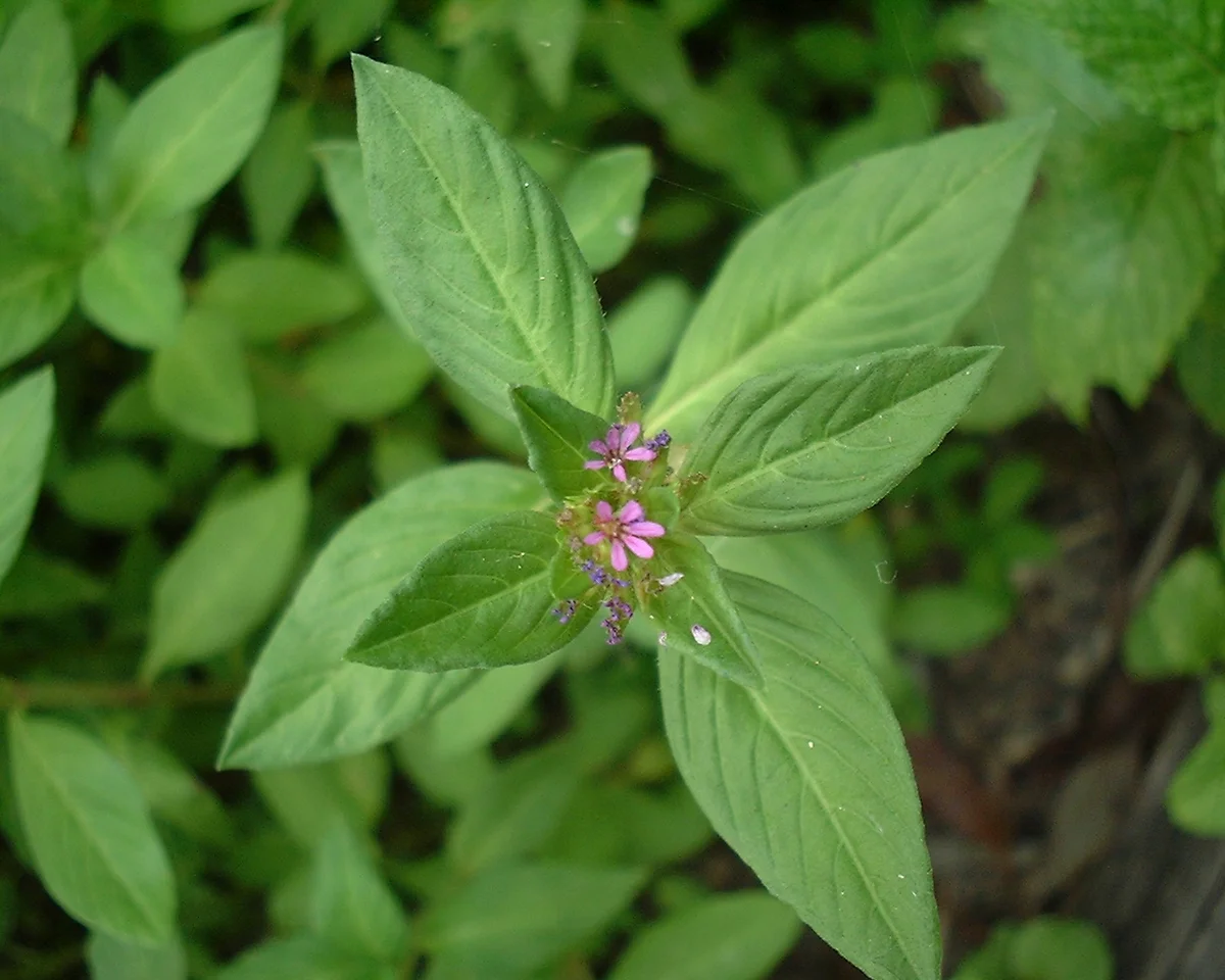 Bergamot