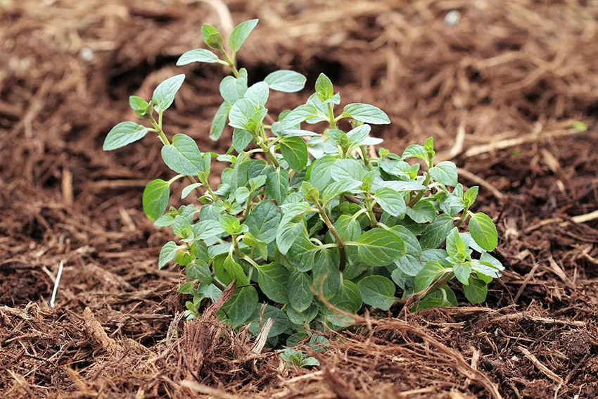 chocolate mint