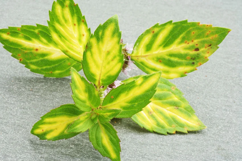 Mentha x gracilis 'Variegata' Ginger Mint