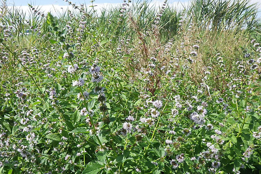 mentha arvensis - corn mint / http://commons.wikimedia.org/wiki/File:Mentha_arvensis_%E2%80%94_Matt_Lavin_002.jpg / http://creativecommons.org/licenses/by-sa/2.0/