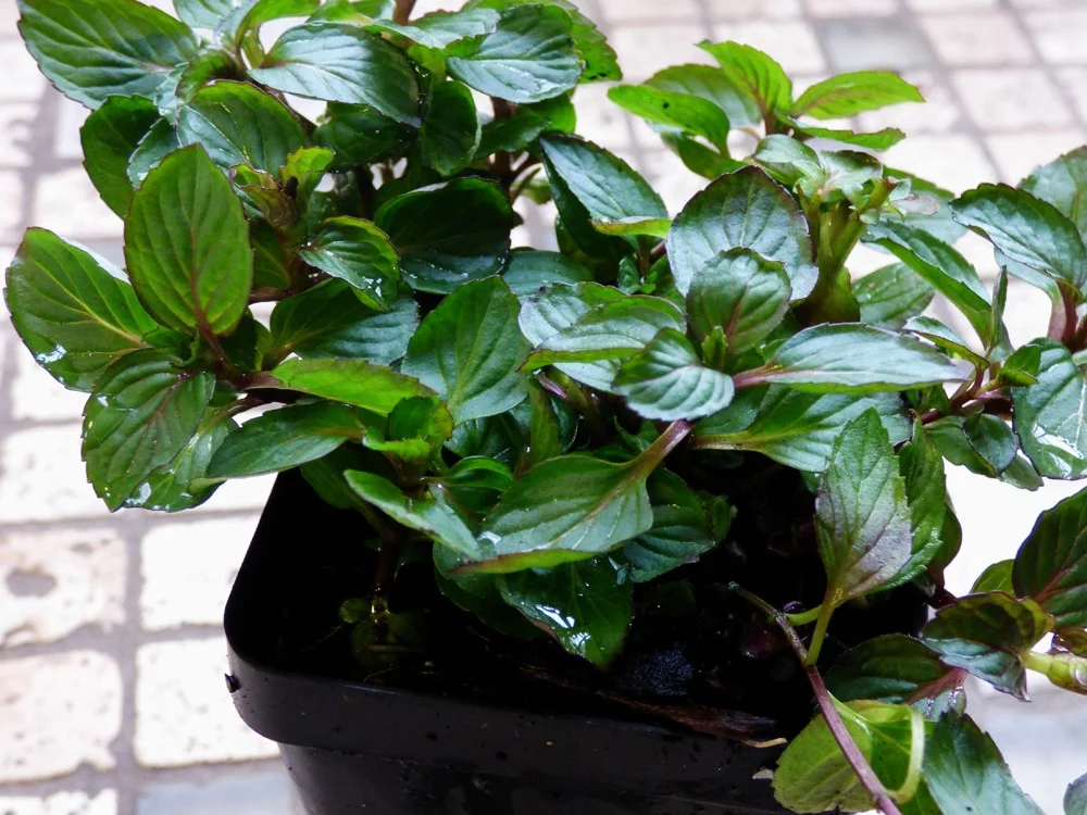red raripila mint