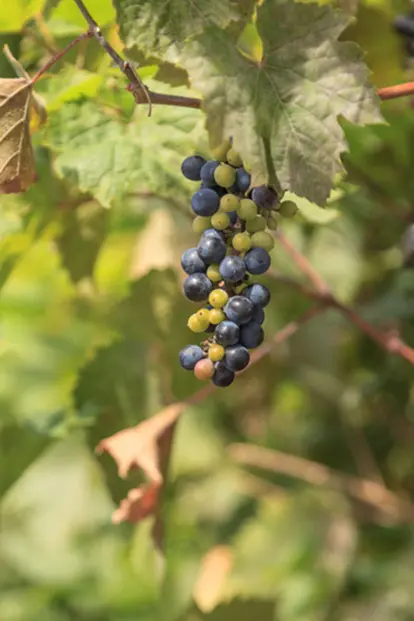 River bank wild grape, Vitis riparia