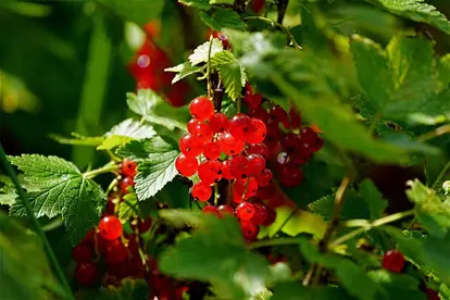 Close up of red currants on branch