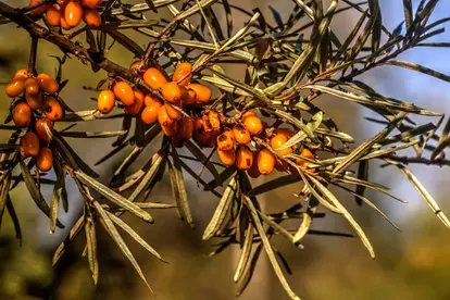 Sea berry