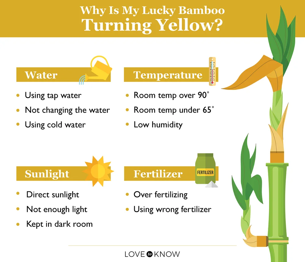 Why Is My Lucky Bamboo Plant Turning Yellow?