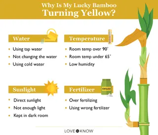 Why Is My Lucky Bamboo Plant Turning Yellow?