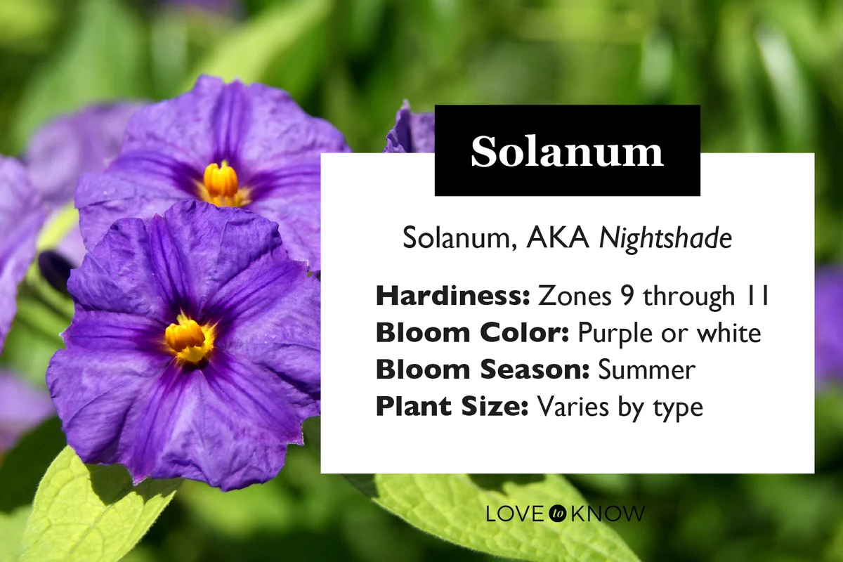 Solanum rantonettii-Family Solanaceae in nature