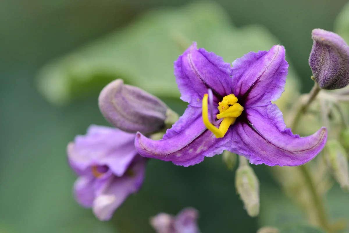 Flowers On A Solanum Plant
