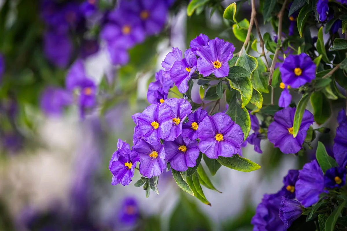 Purple blue flowers of Solanum rantonnei or blue potato bush
