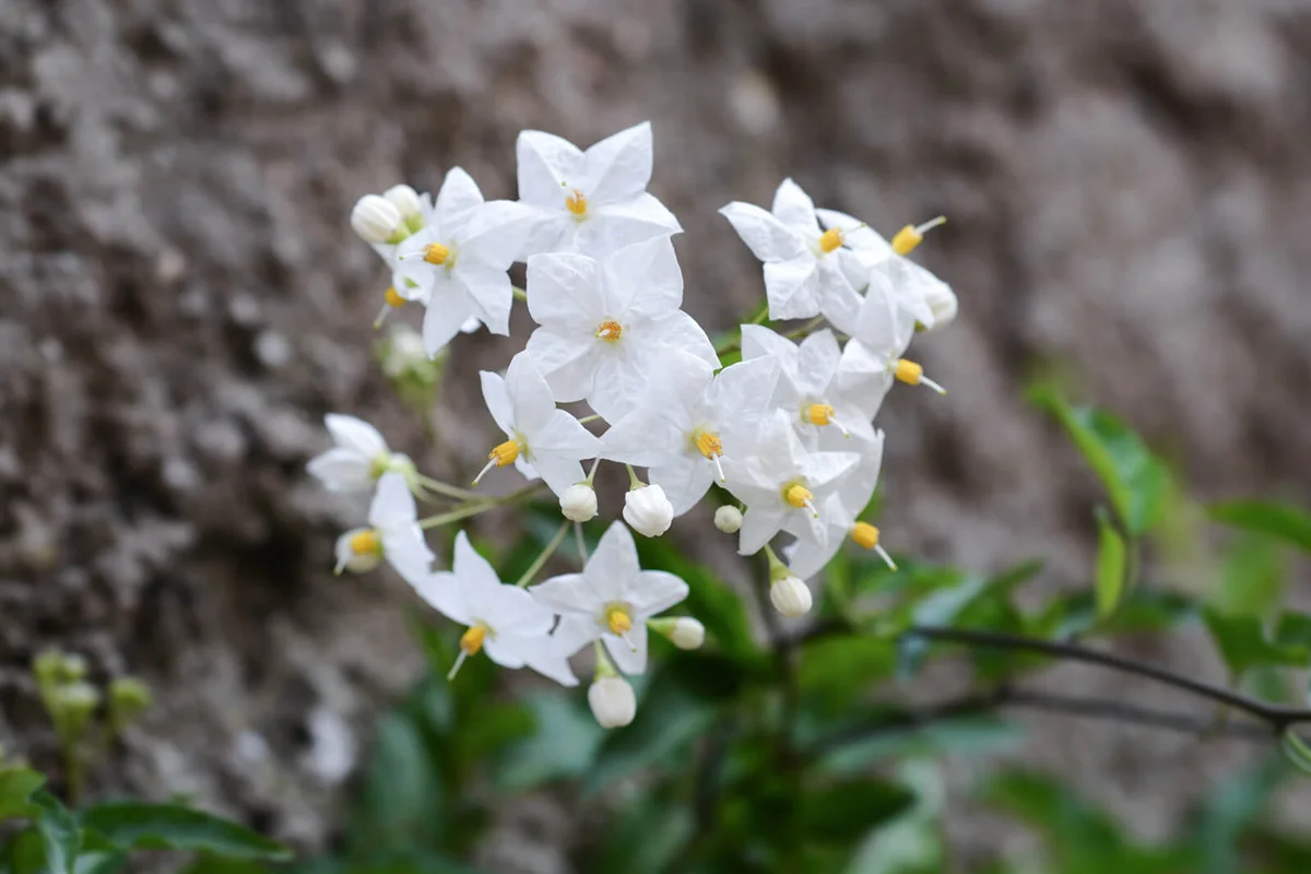 Potato vine white flowers - Latin name - Solanum laxum