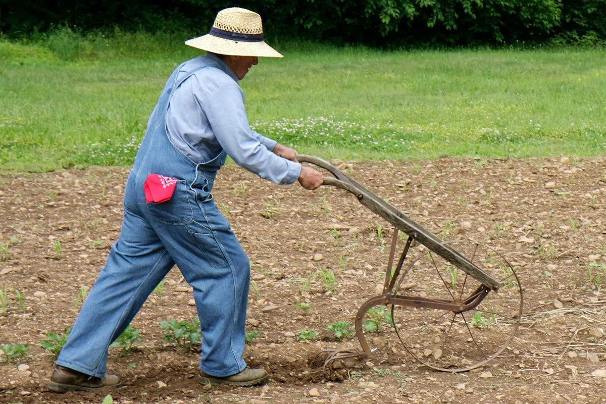 farmer with antique cultivator