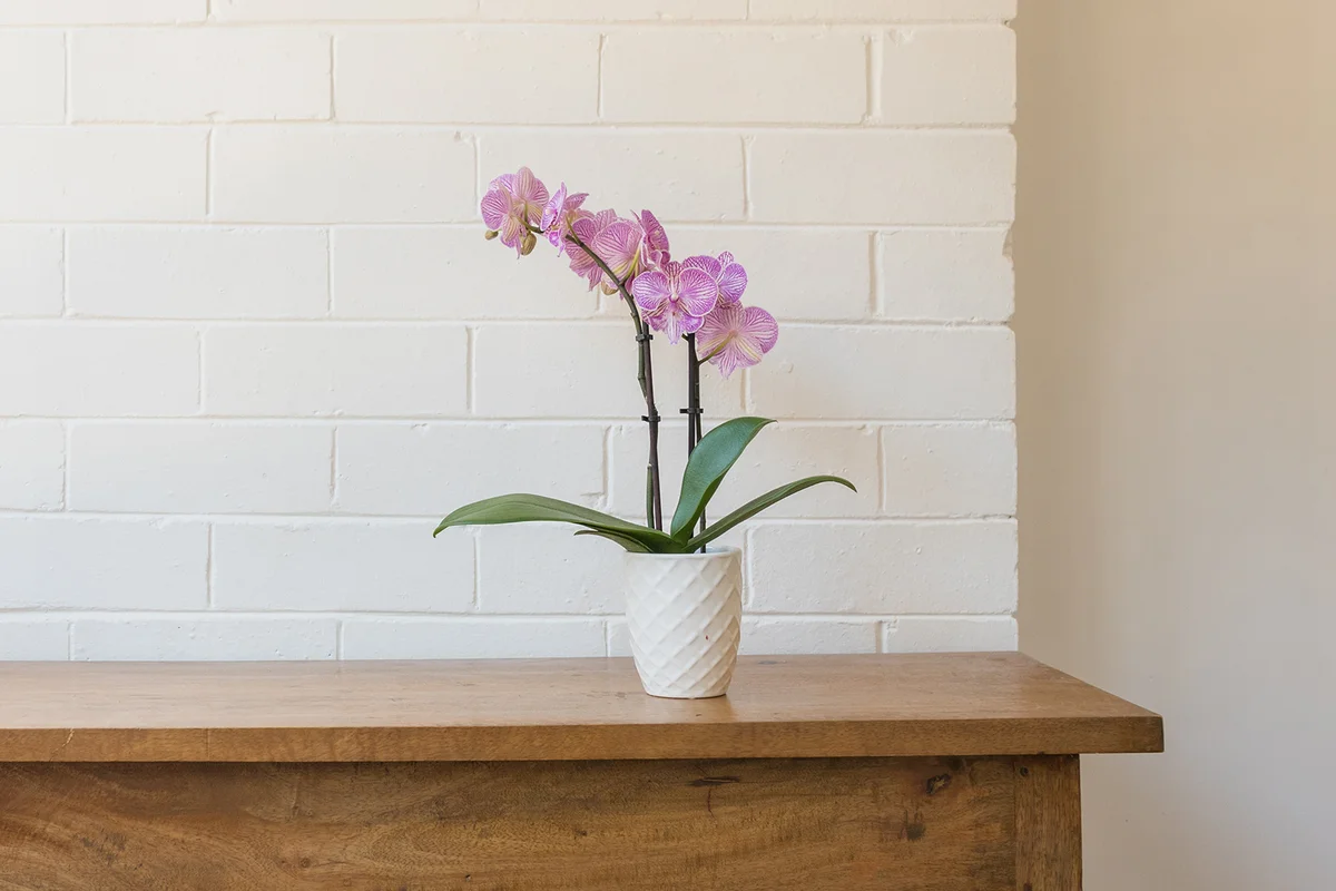 Purple moth orchid on wooden side table