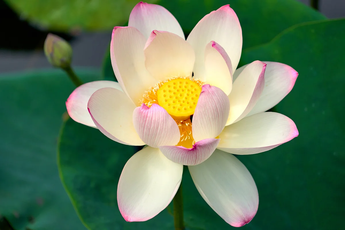 Lotus Flower, Red and White, Japan culture travel