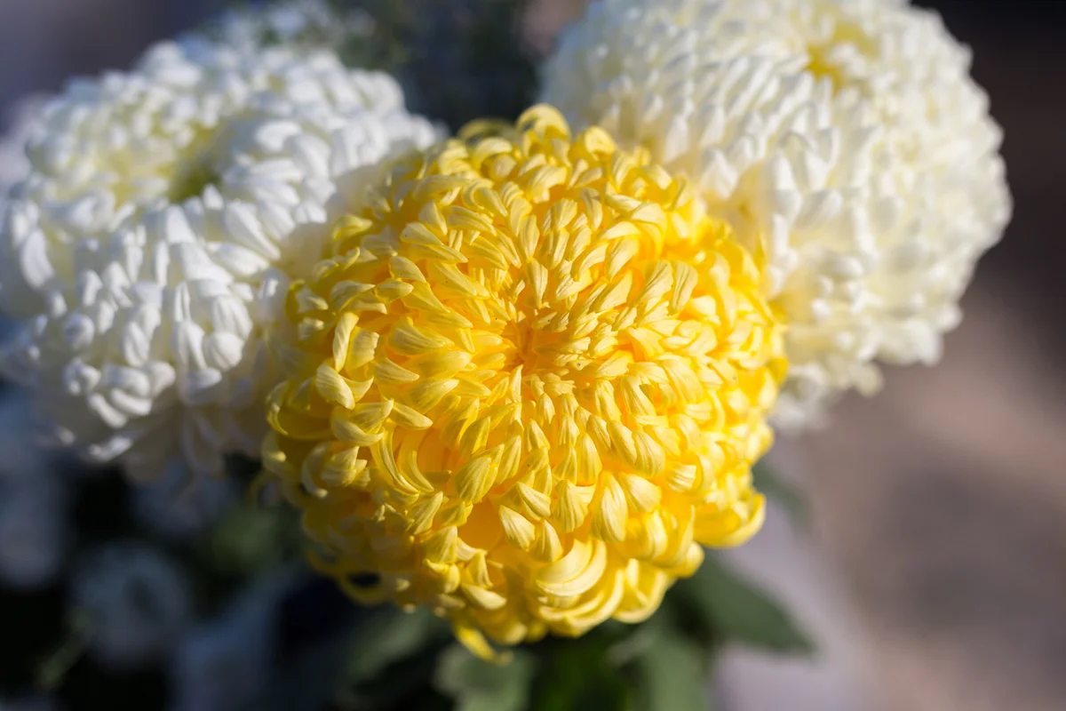 yellow and white chrysanthemum