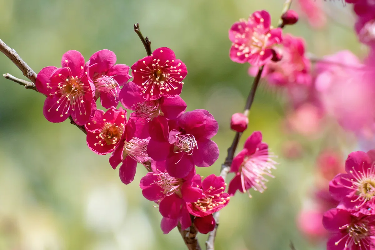 Japanese apricot(Prunus mume)