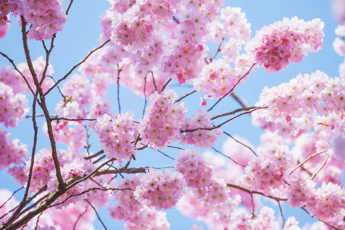 Prunus accolade agm - cherry, spring, flowers, pink, blossom