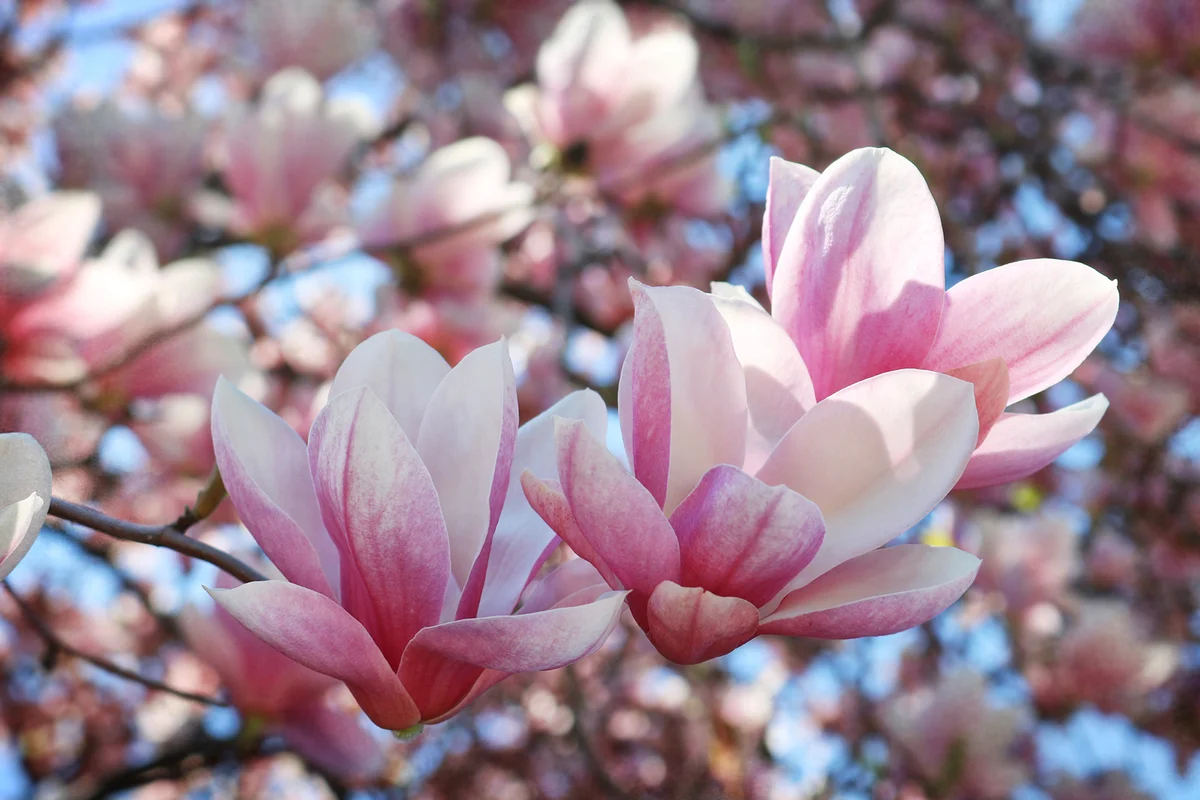 Gorgeous blooms of Pink Magnolia seem to be dancing in spring light.