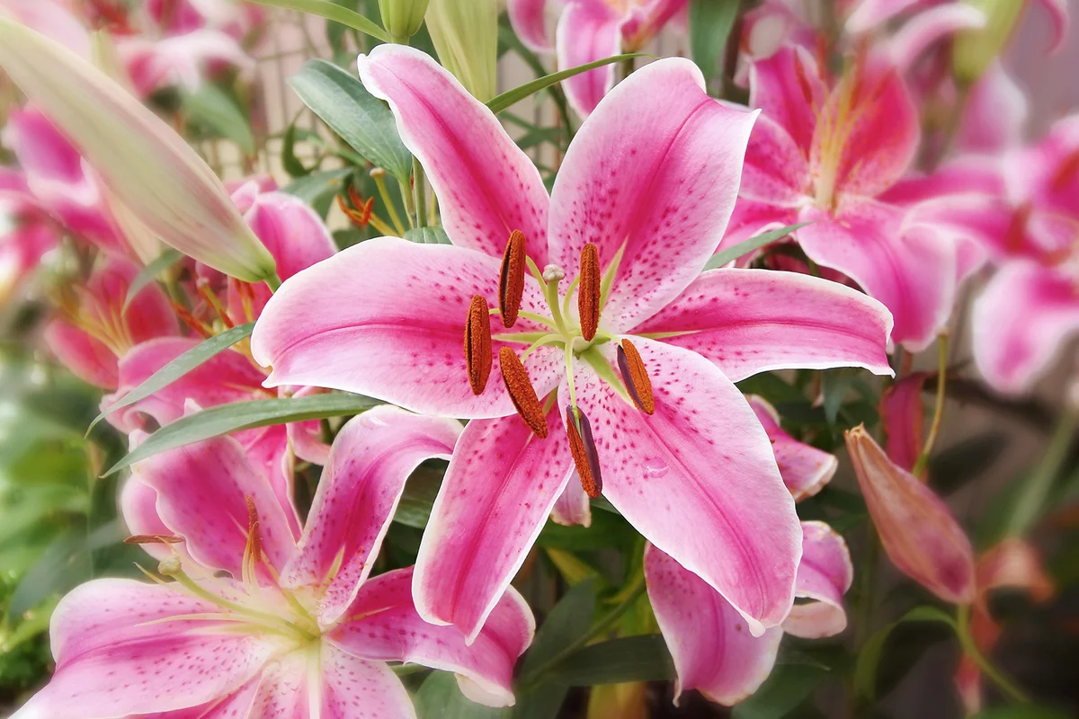 Pink lily flower and bokeh background