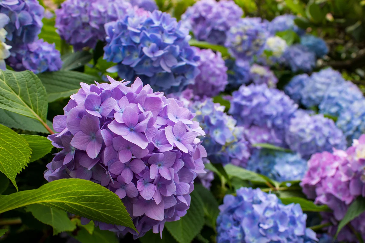 Blue hydrangeas