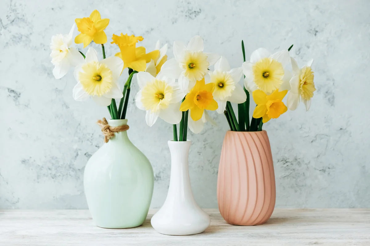 Bouquets of bright white and yellow daffodils in a variety of colored vases