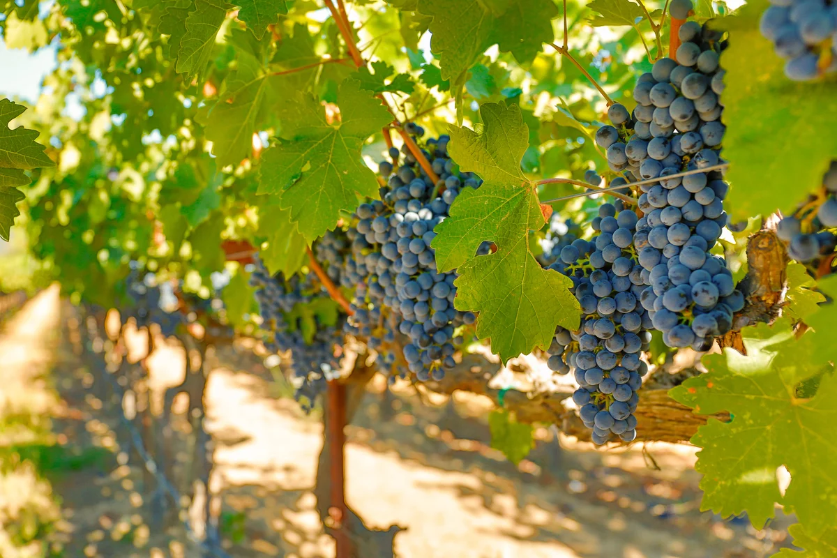 Cabernet grapes growing on vines Napa Valley California