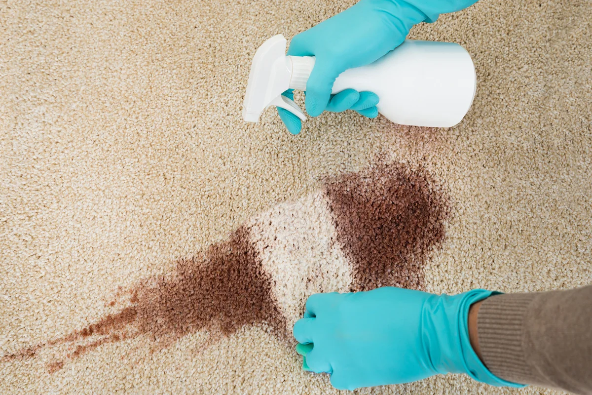 Hand cleaning red wine fallen on a carpet at home