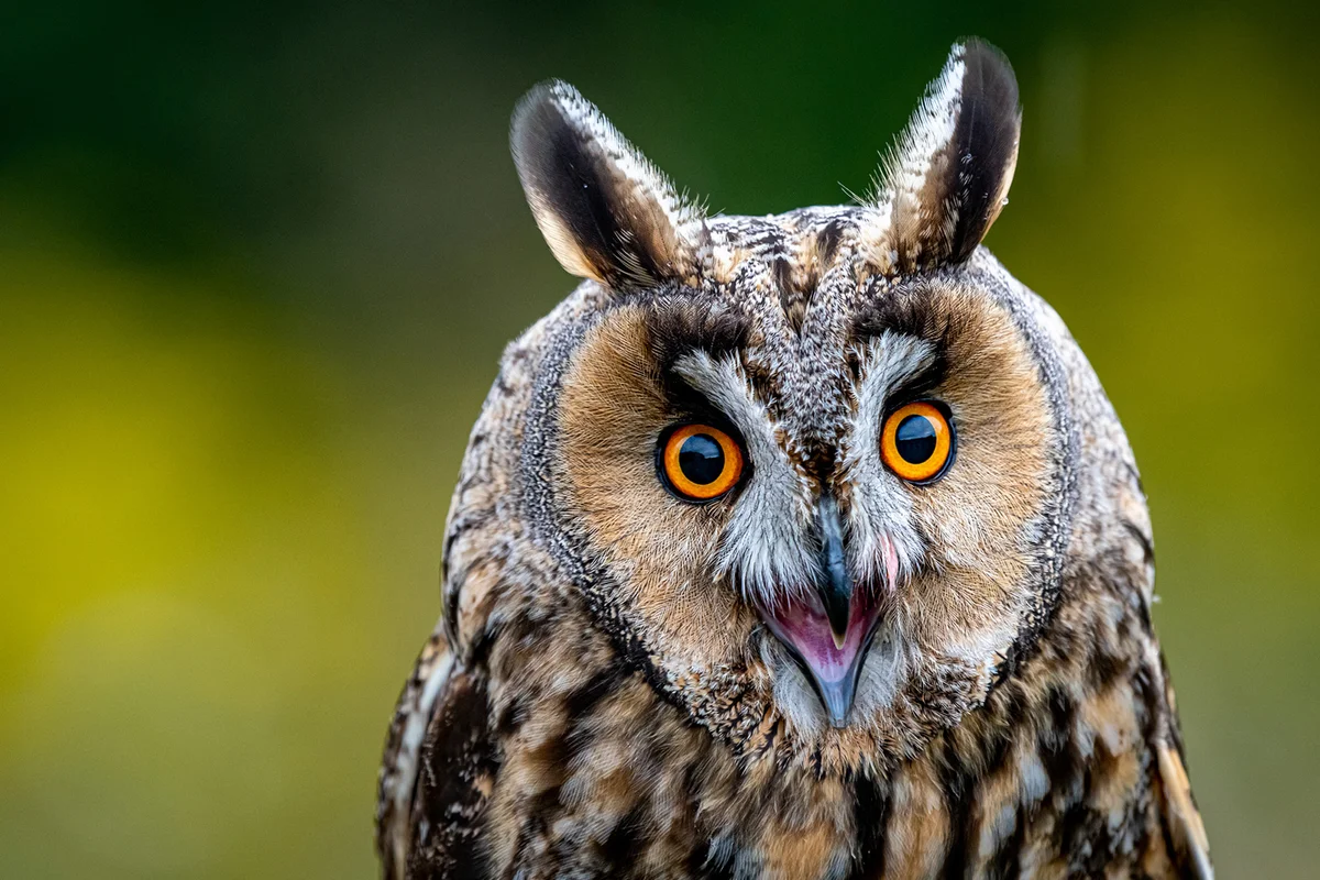 Portrait of burrowing owl