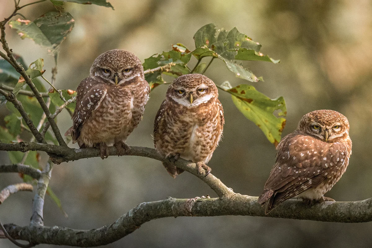 Owls perching on branch