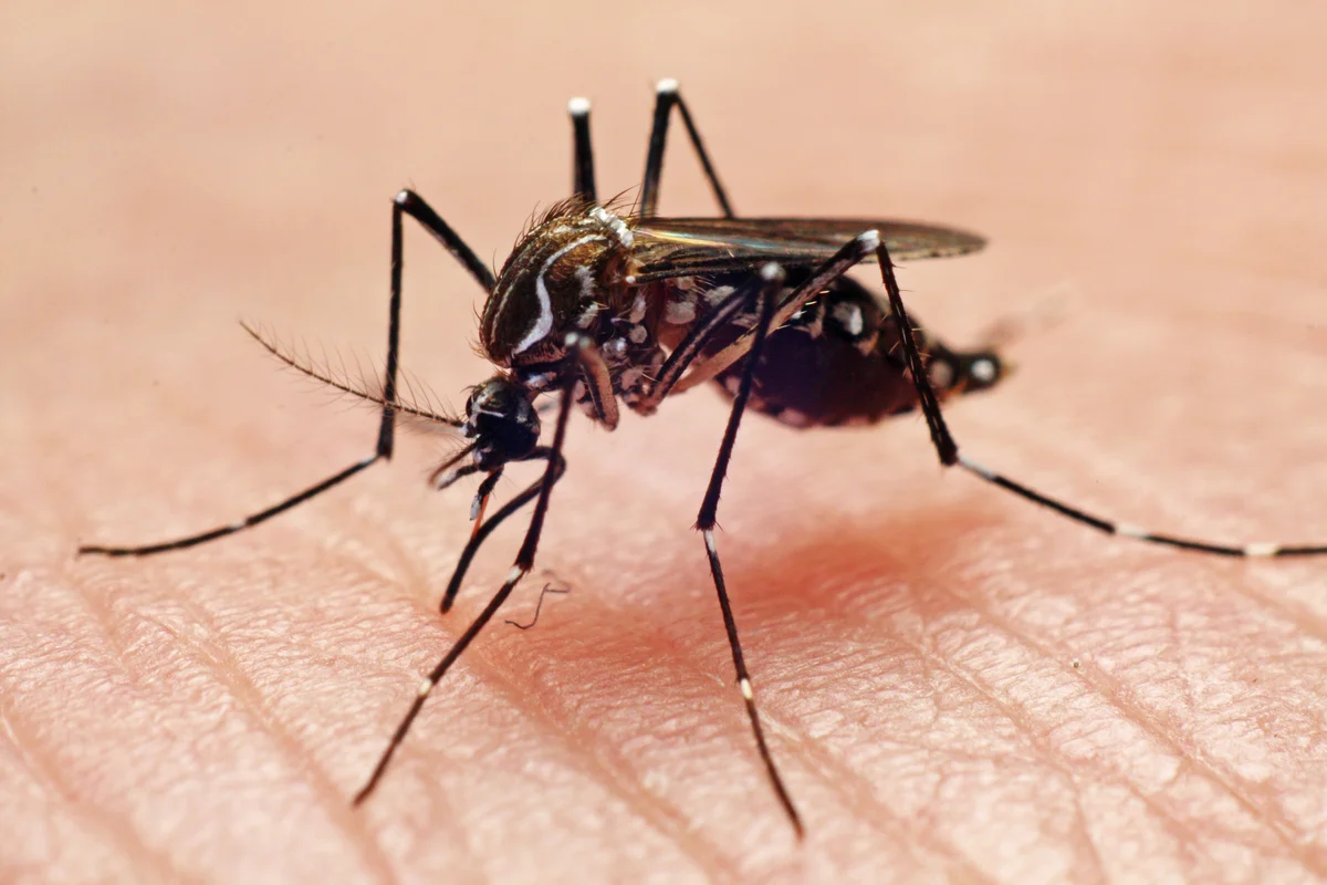 mosquito, closeup