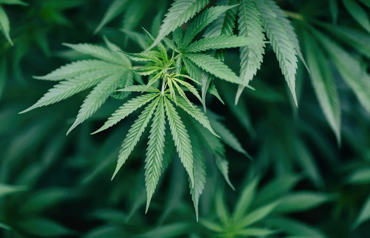 marijuana plant growing outdoors