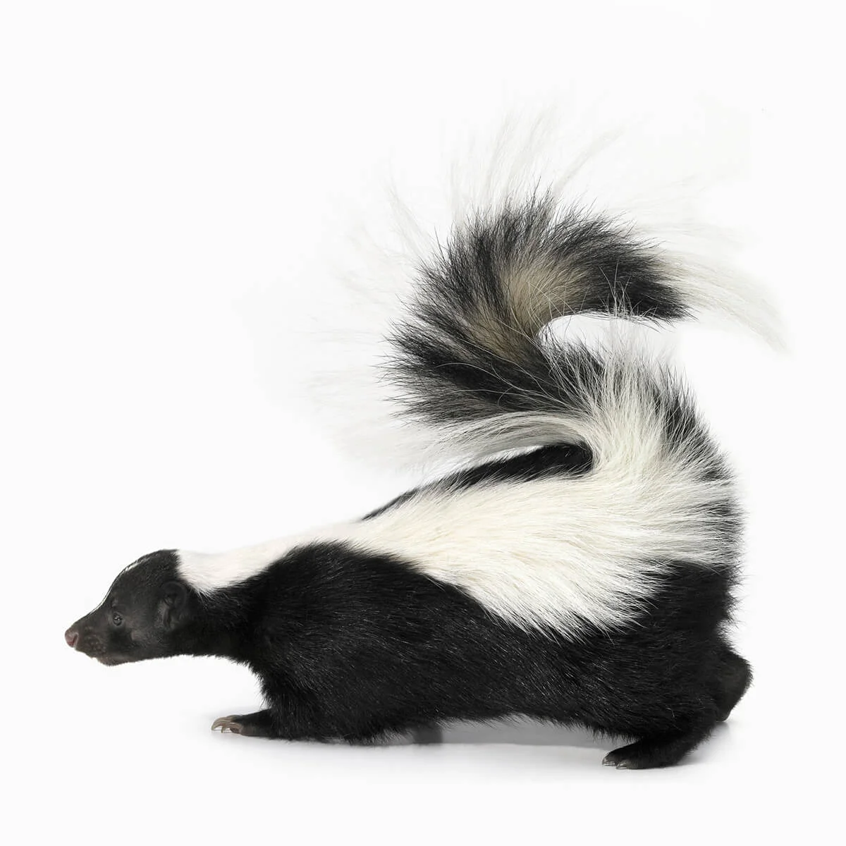 Skunk