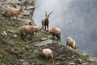 Capricorn goats on side of mountain