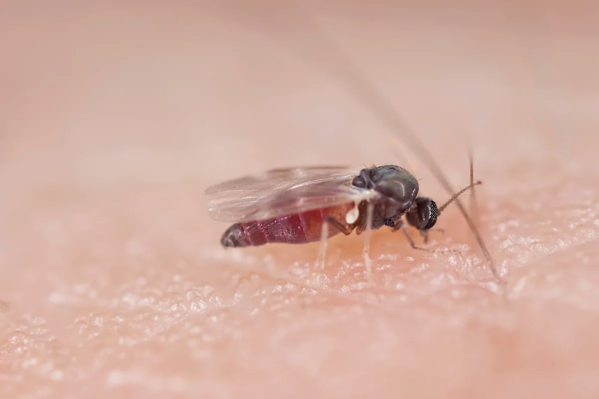 Black fly sucking blood on human arm
