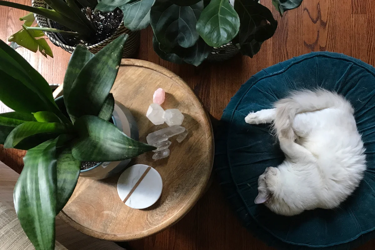 Cat in living room with crystals on table
