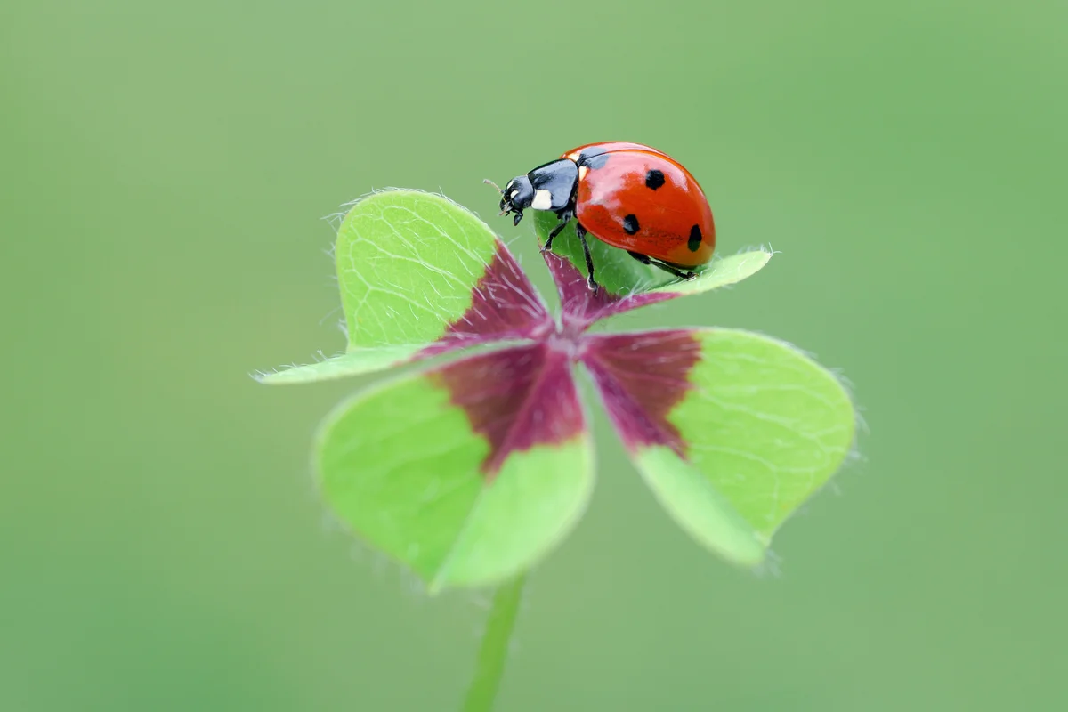 Seven-spot Ladybird at four-leaved clover