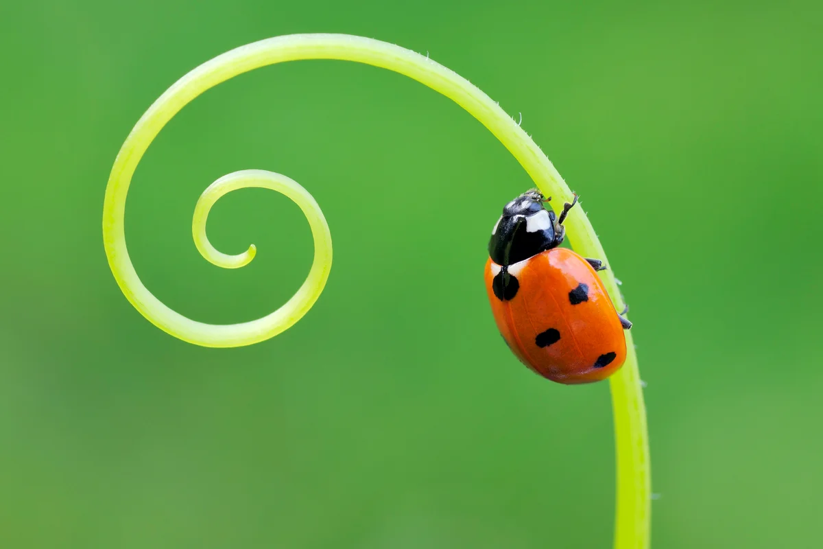 Seven spot Ladybird