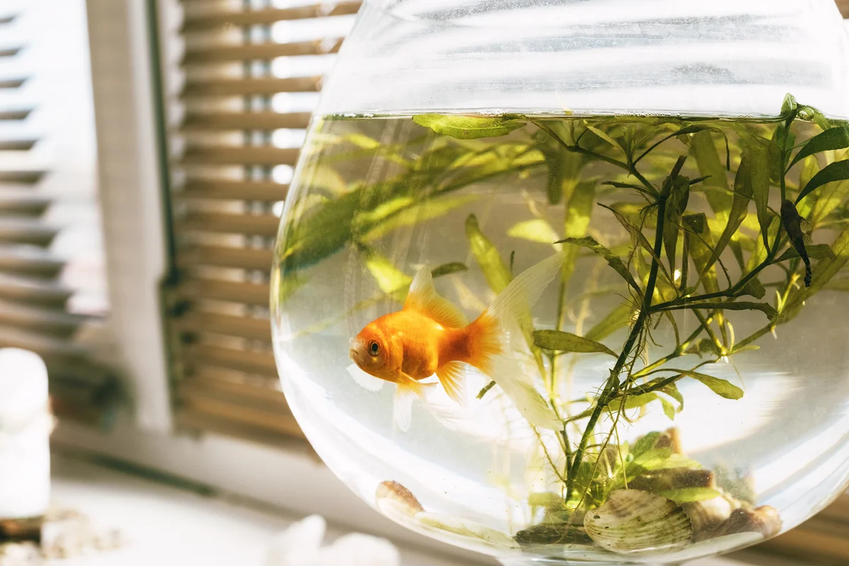 A Small Goldfish Swims In An Aquarium Standing On The Windowsill In The Room