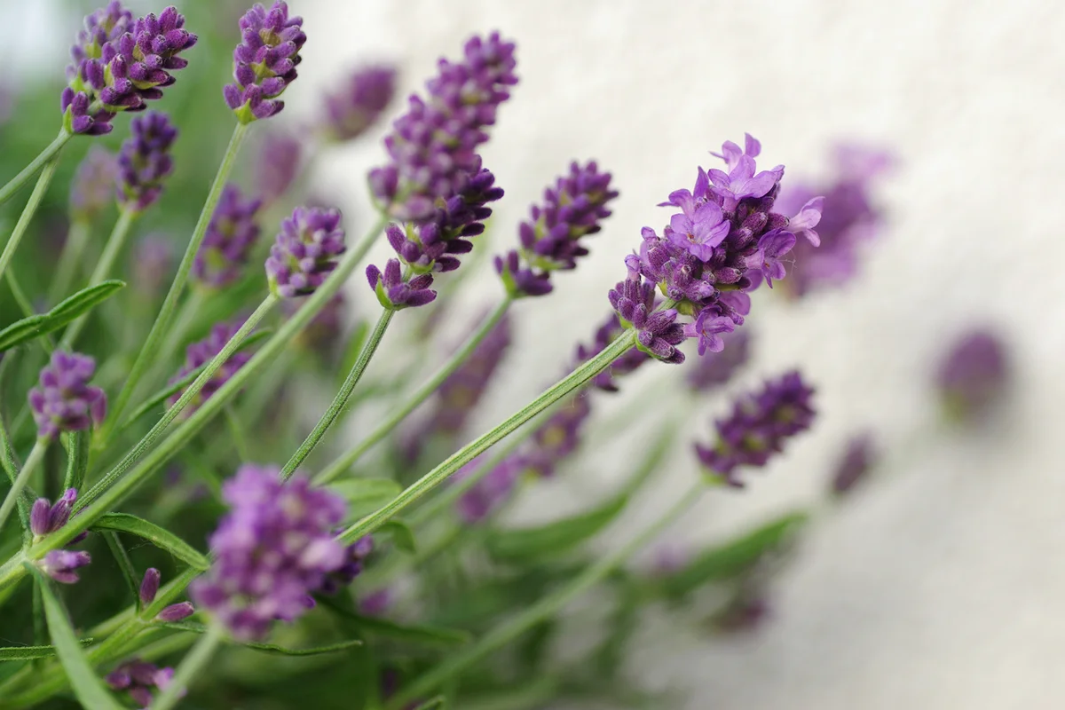 Lavender flower