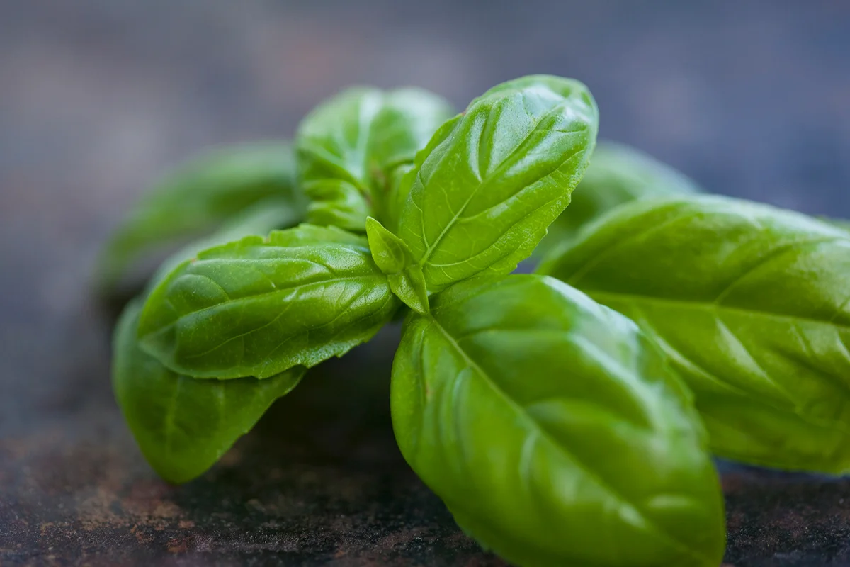 Close up of basil leaves