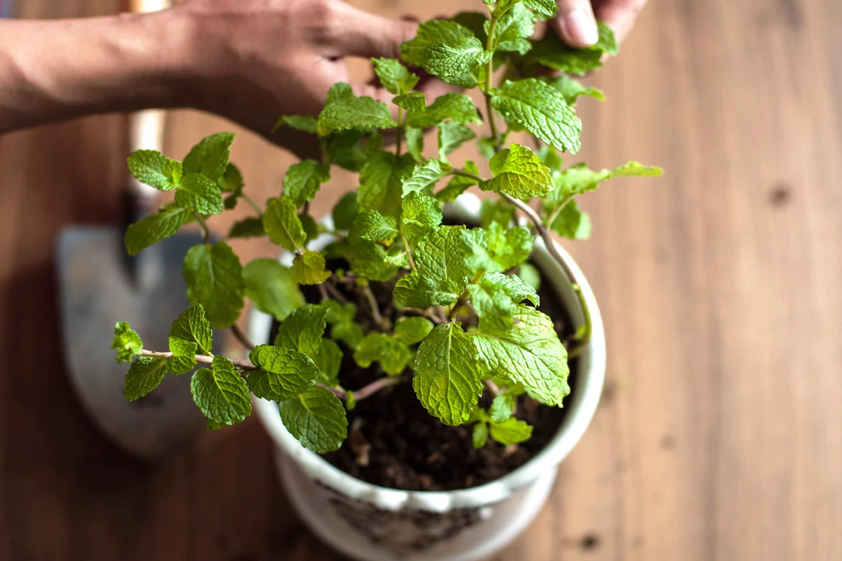 person picking up mint leaves