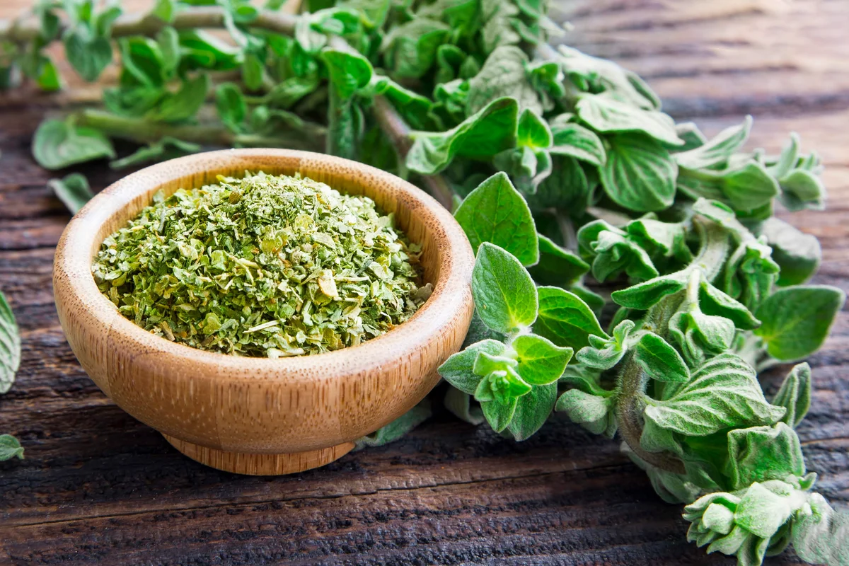 Fresh and dried oregano herb on wooden background