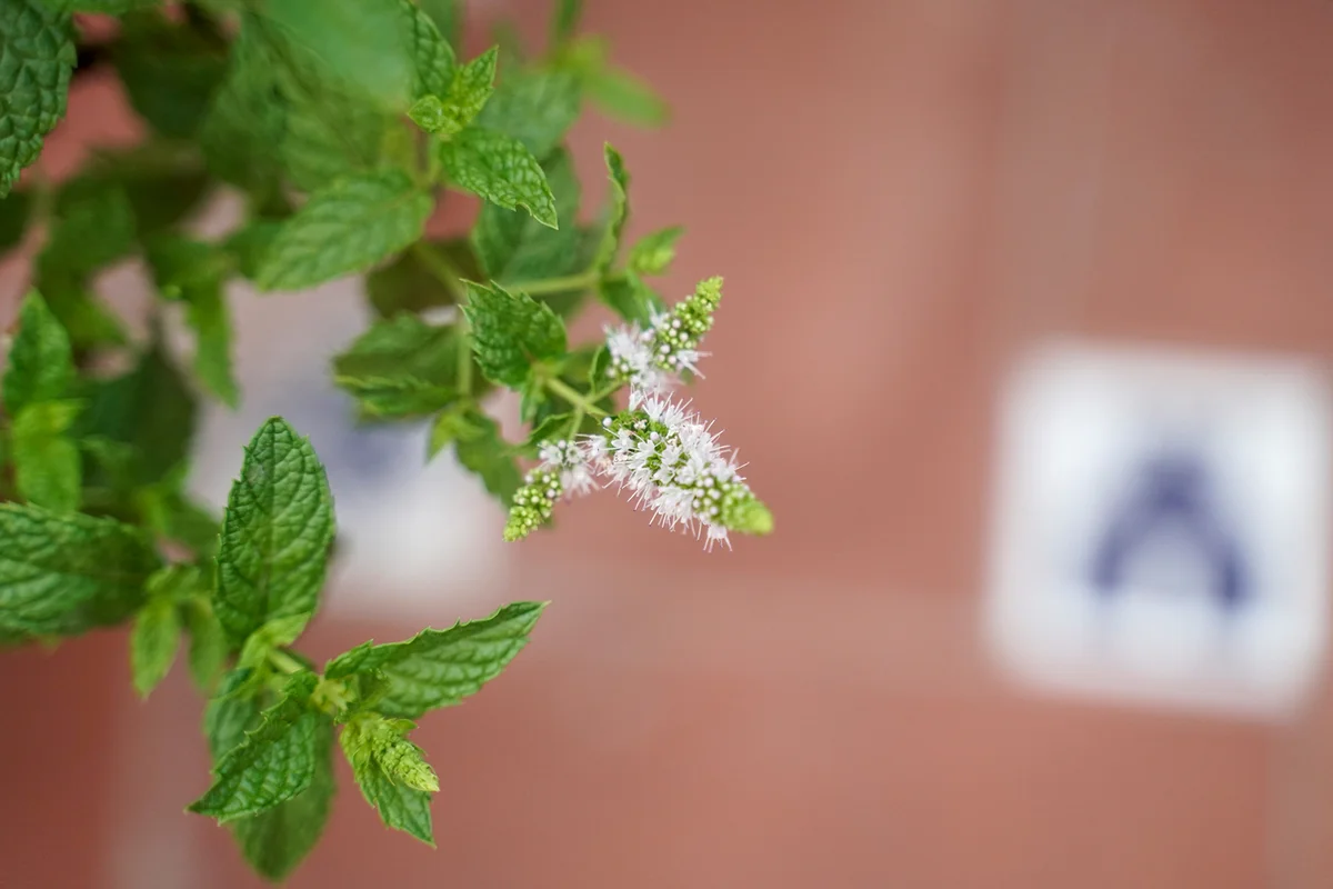 Peppermint plant