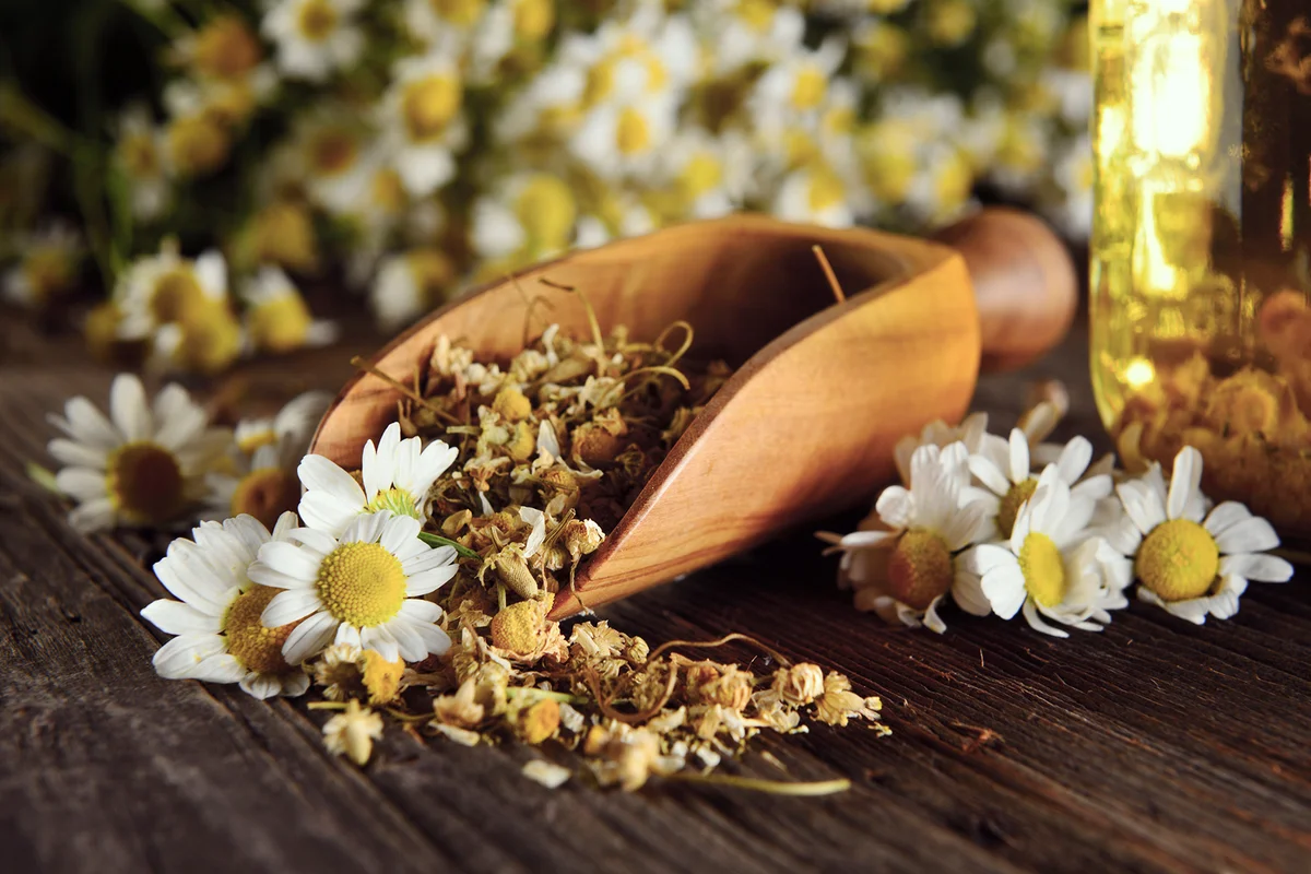 Fresh and dry Chamomile