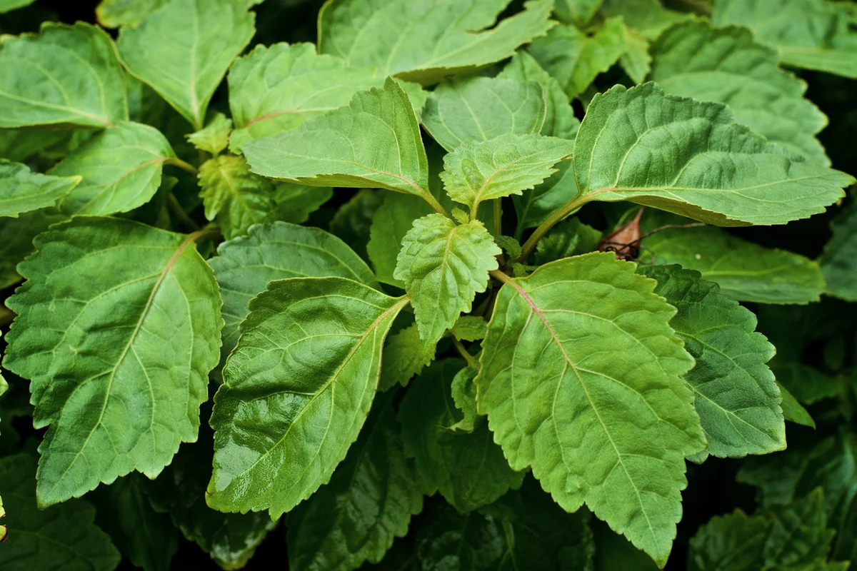 close up of large leaves on patchouli plant