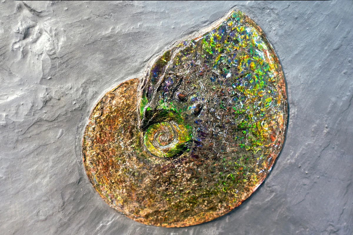 Ammolite fossil on stone background